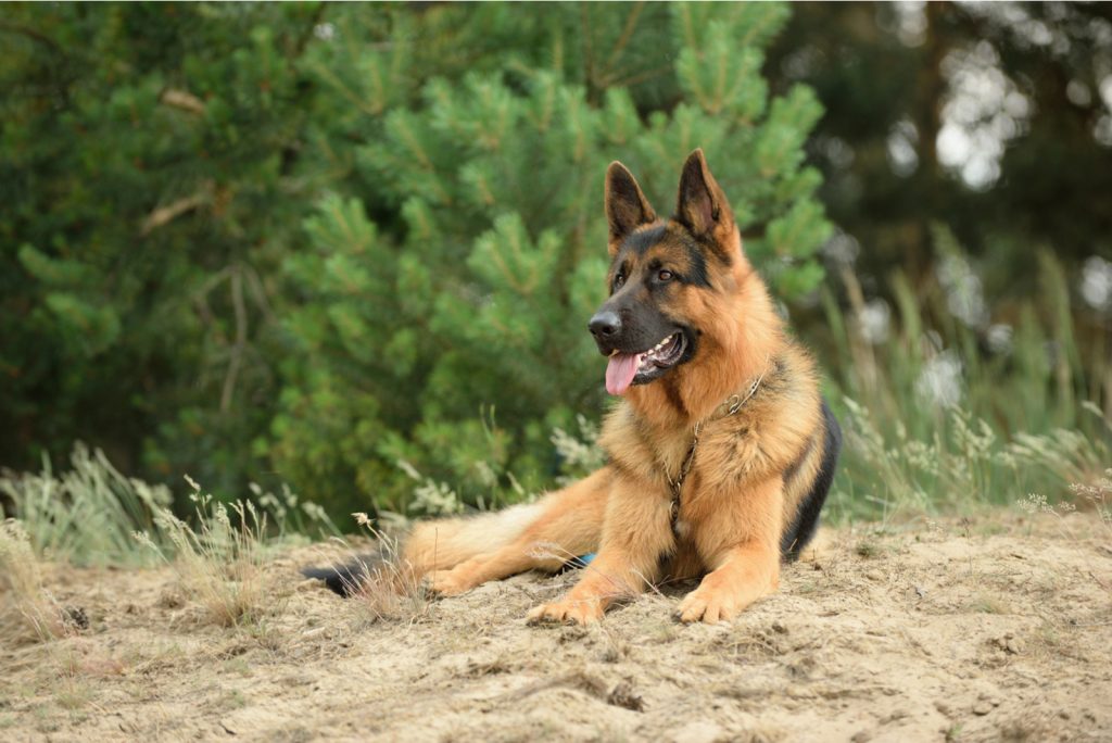 How Much Does A German Shepherd Cost Without Papers