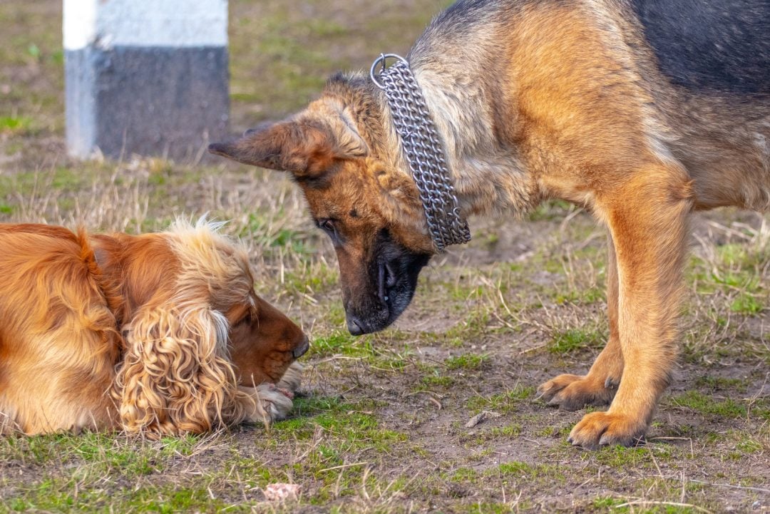 Male Vs. Female Cocker Spaniel: The Sweetest Dilemma Ever