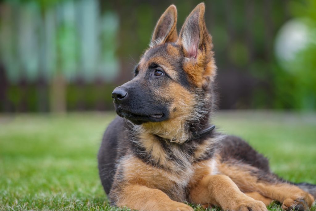 how-much-do-german-shepherds-cost-german-shepherd-price-and-expenses