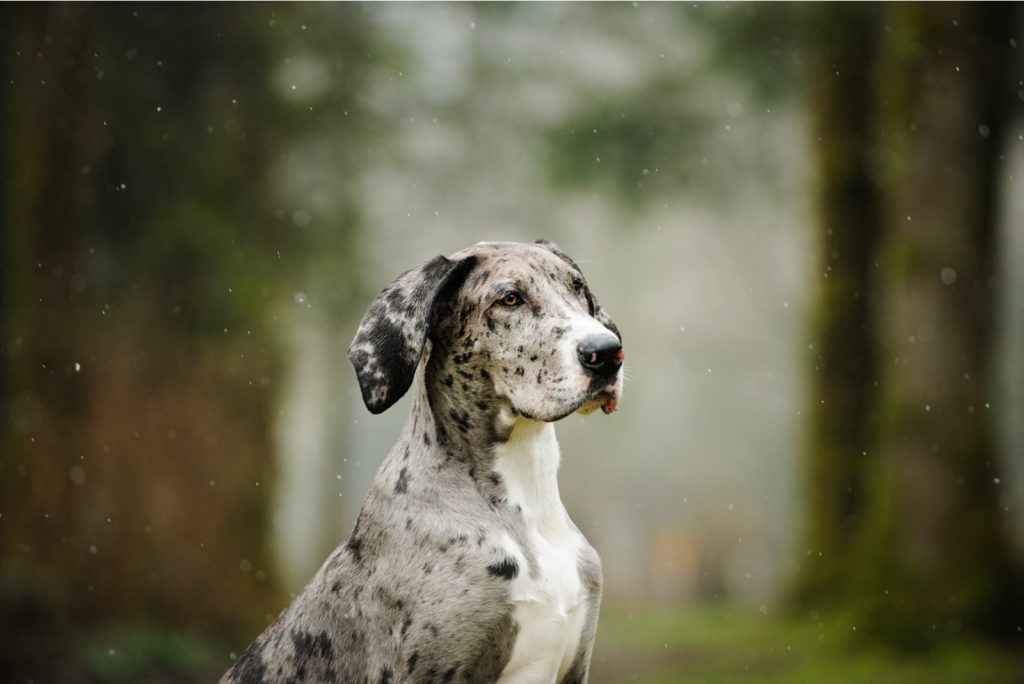 Mantle Great Danes: All The Great Dane Colors Explained