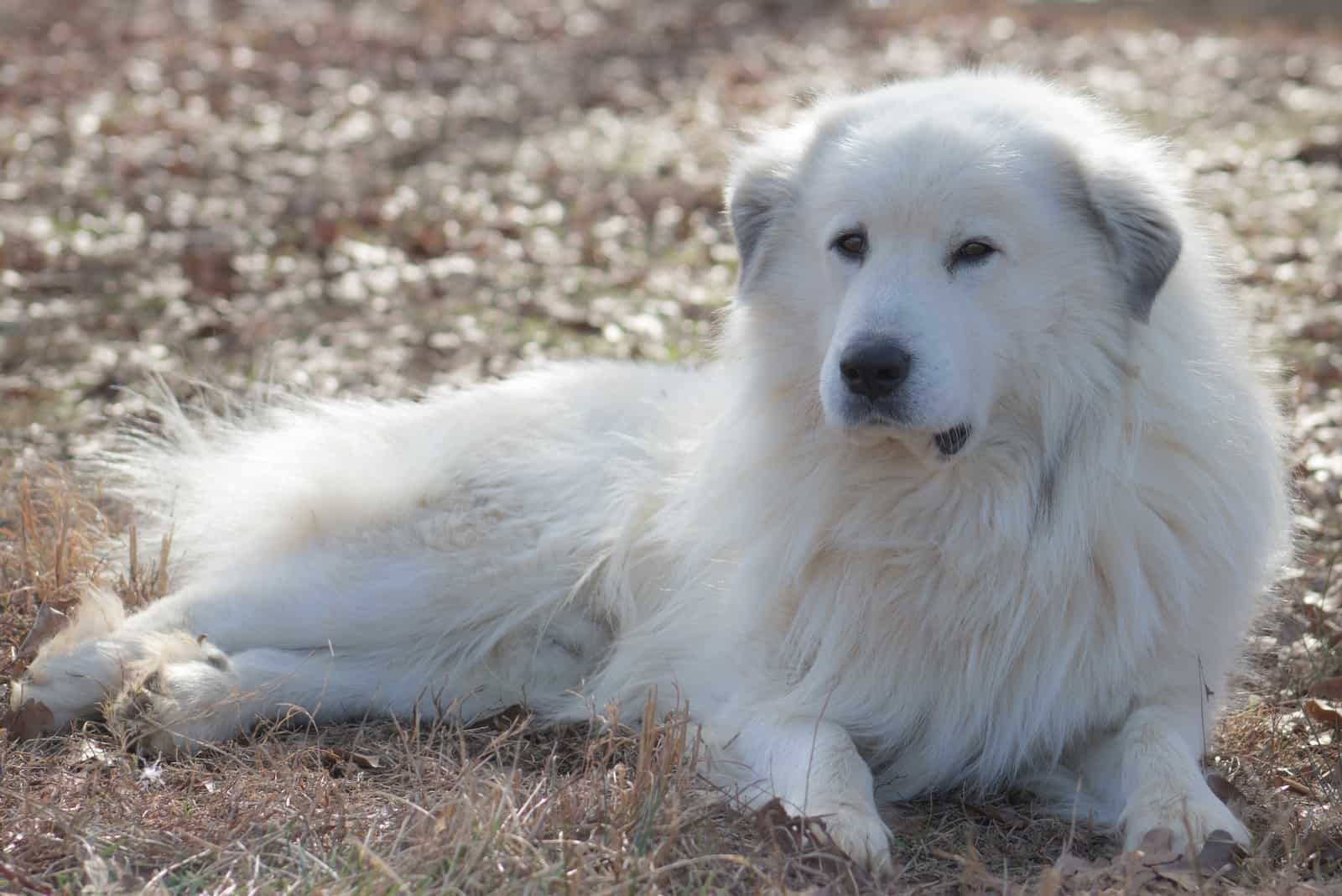 Great Pyrenees Shedding: Is There Anything You Can Do About It?