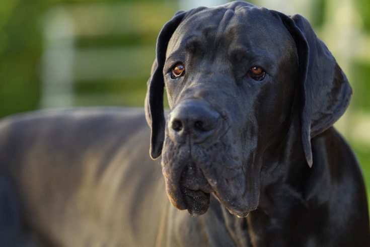 Mantle Great Danes: All The Great Dane Colors Explained