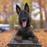 happy Belgian Malinois on wooden bench