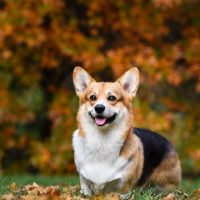 beautiful dog corgi in yellow autumn leaves