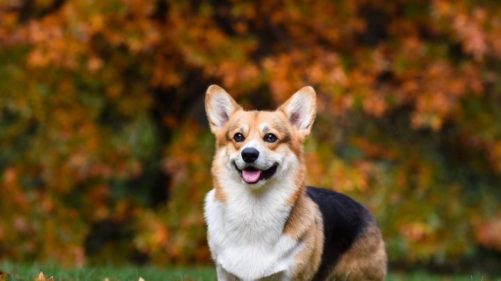 how much does a corgi mix cost