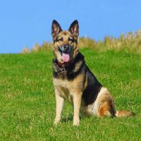 German Shepherd dog sitting on the grass