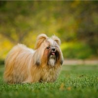 Shih Tzu dog with long groomed hair