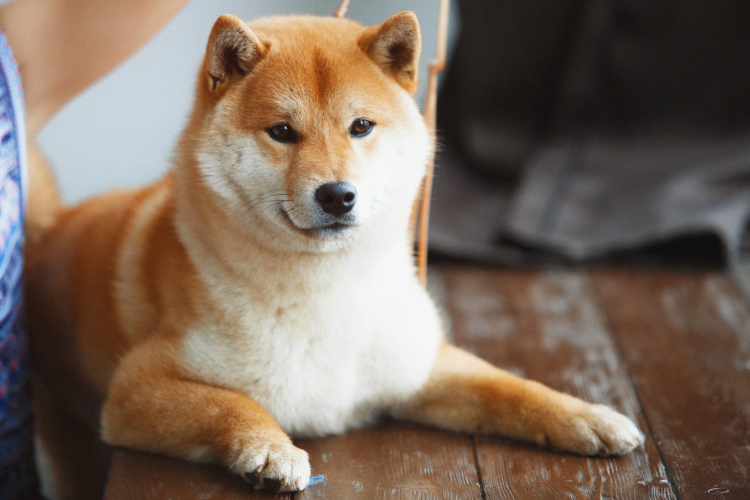 live shiba inu