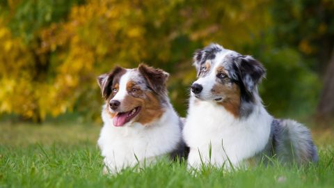 Male Vs Female Australian Shepherd: Which One Is Better?