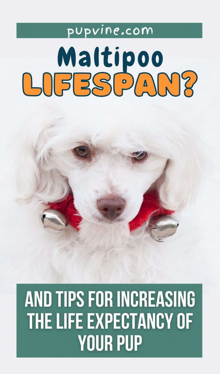 maltipoo-lifespan-and-tips-for-increasing-the-life-expectancy-of-your-pup