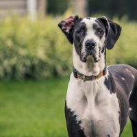 mantle great dane