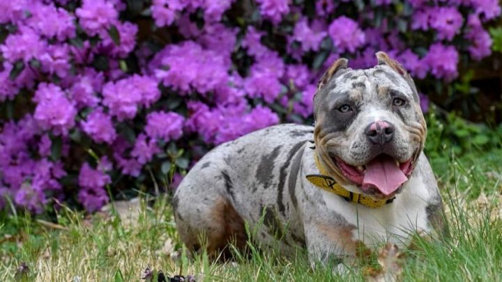 Merle Pitbull Controversial Color Of A Controversial Breed