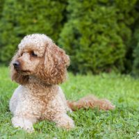 apricot poodle lies in the grass