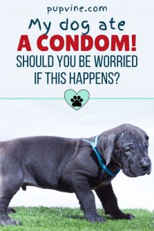 My Dog Ate A Condom! Should You Be Worried If This Happens?