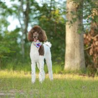 Parti Poodle standing on the grass in the park