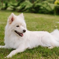 a beautiful white pomsky lies on the grass in the park