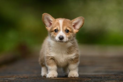 How Much Do Corgis Cost? Prices And Expenses Calculated