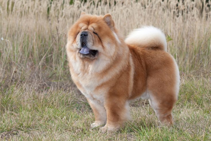 Do Chow Chows Shed? A Guide To This Breed's Shedding