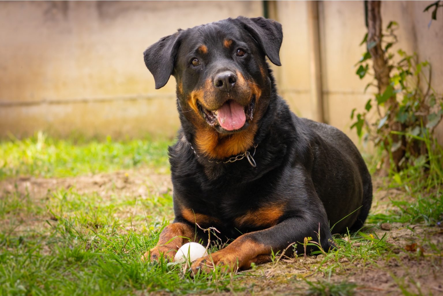 are-rottweilers-good-with-kids-everything-you-need-to-know