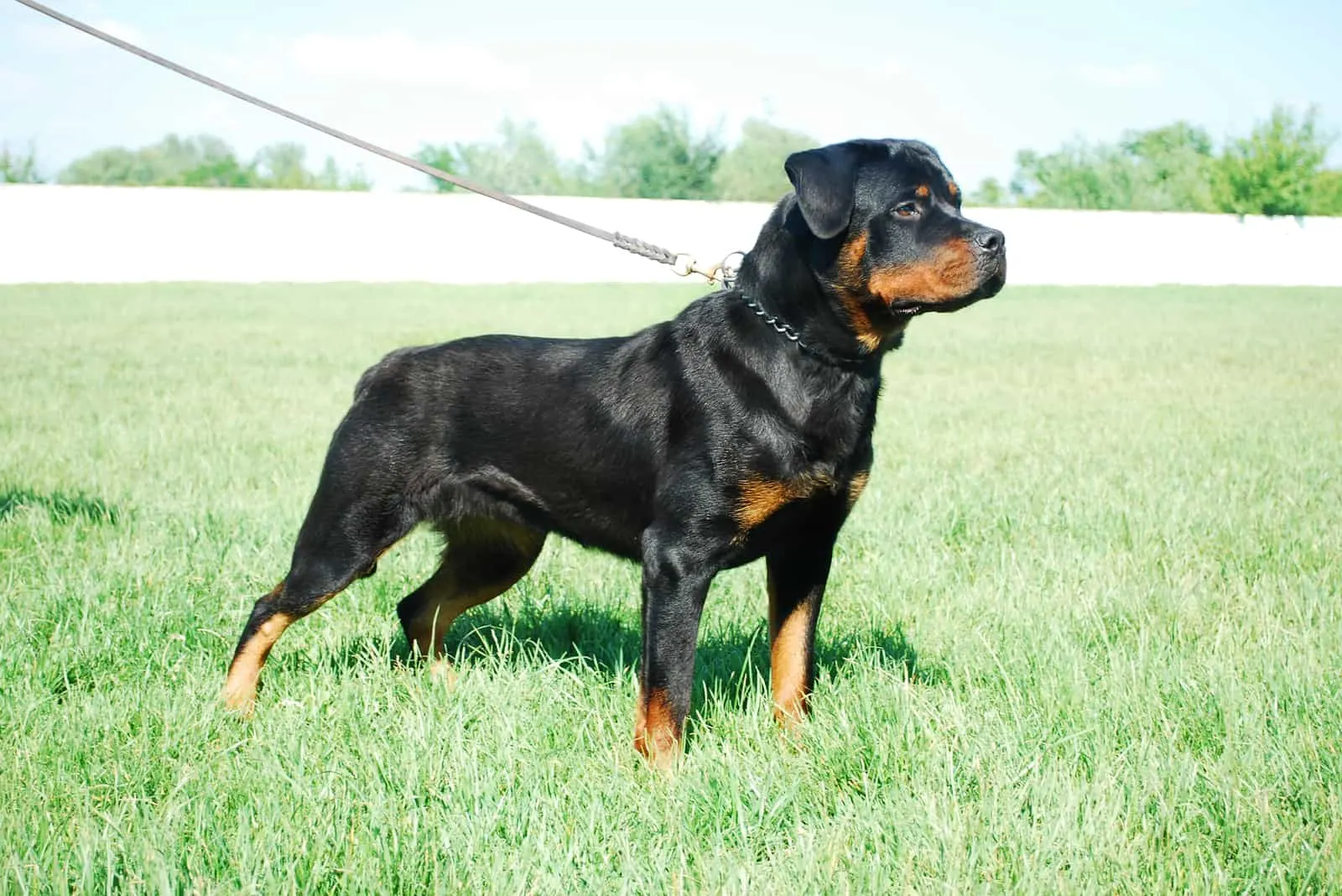 are female rottweilers aggressive