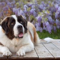 dog lies outside on the wooden path of the yard