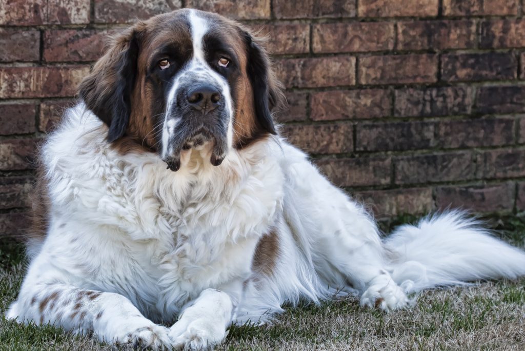 Price Of A Saint Bernard