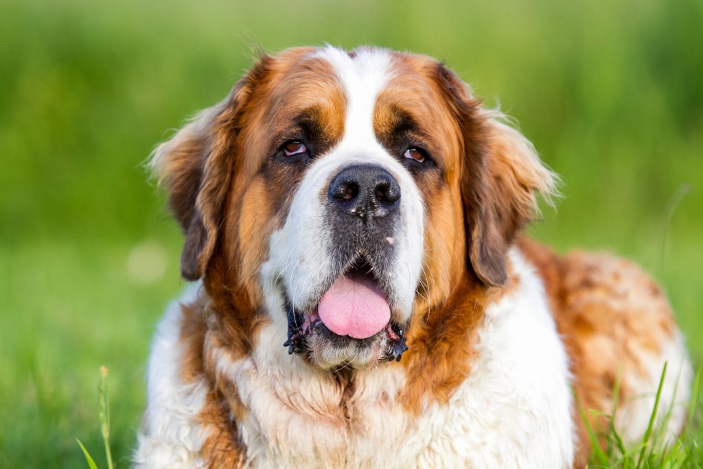 Saint Bernard Colors: Fun Patterns You Didn’t Know Existed