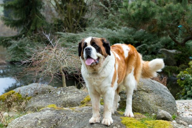 Saint Bernard Colors: Fun Patterns You Didn’t Know Existed