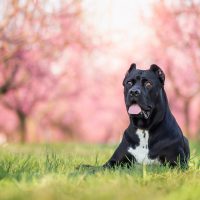 black cane corso in nature