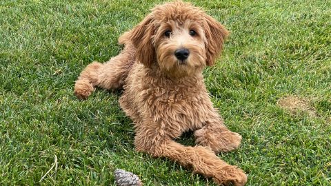 a red goldendoodle lies in the yard
