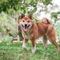 cute Shiba Inu dog outdoors