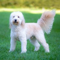 a beautiful goldendoodle dog standing on the grass