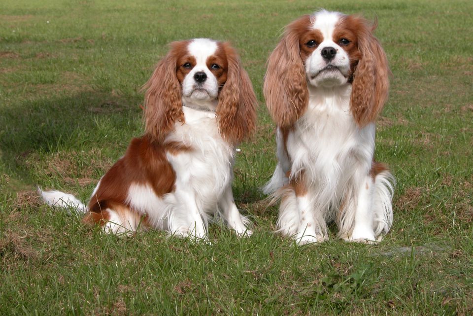 cavalier king charles spaniel health issues