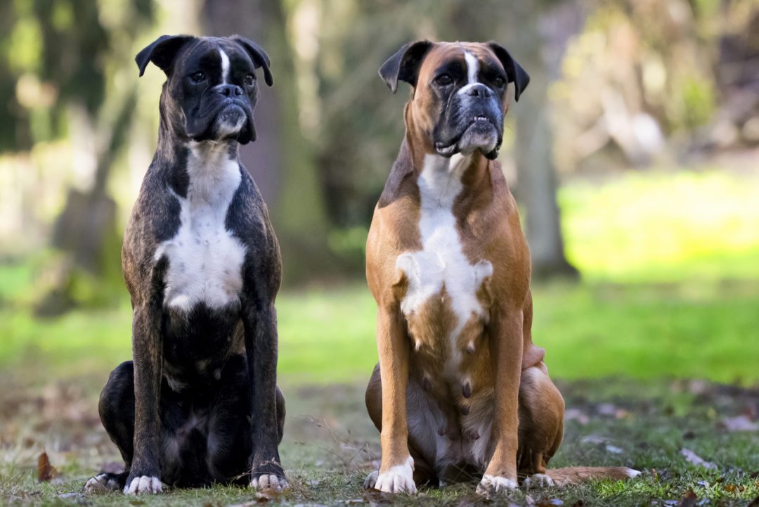 Male Vs Female Boxers: Which One Is The Best Pet For You?