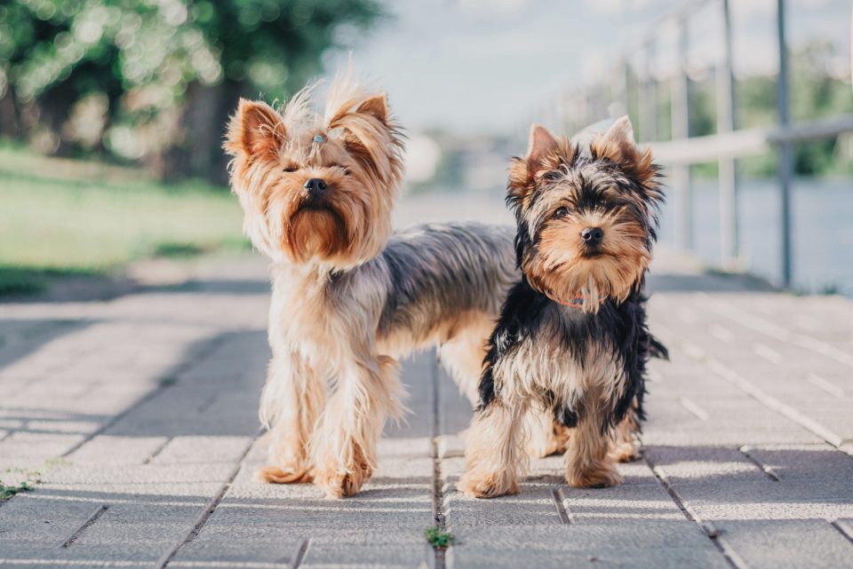 How Much Do Yorkies Cost? Yorkshire Terrier Costs Explained