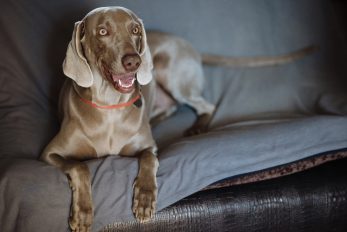 weimaraners weimaraner shedding