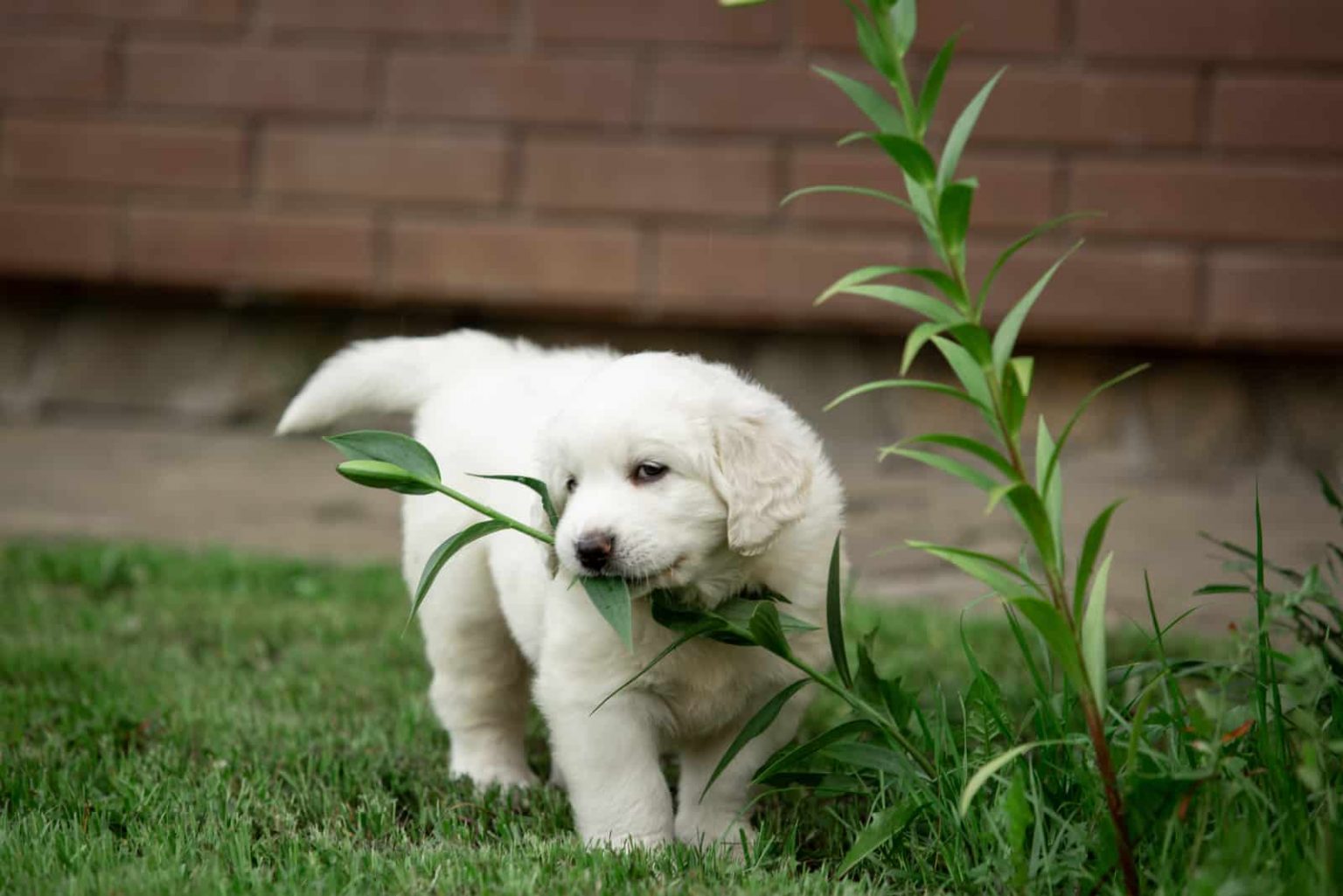 Does Eating Grass Make Dogs Sick