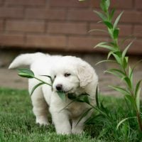 cute white dog eating grass