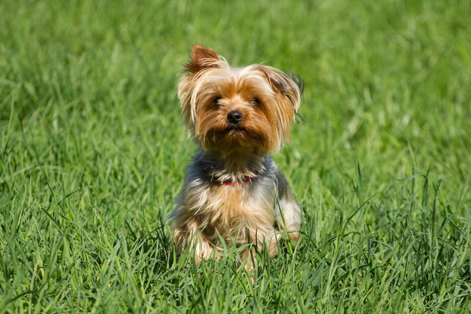 A Male Yorkie? Find Out Which Yorkshire Terrier Is Best