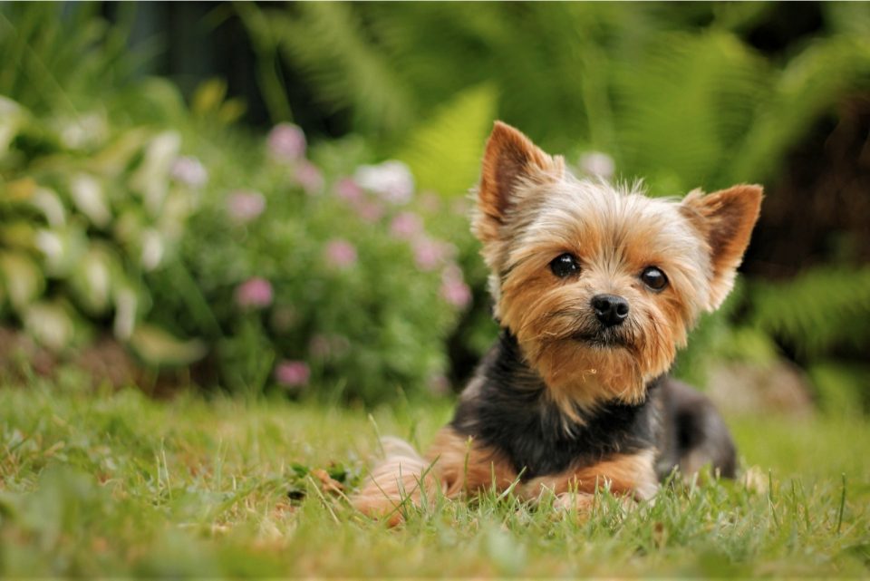 A Male Yorkie? Find Out Which Yorkshire Terrier Is Best