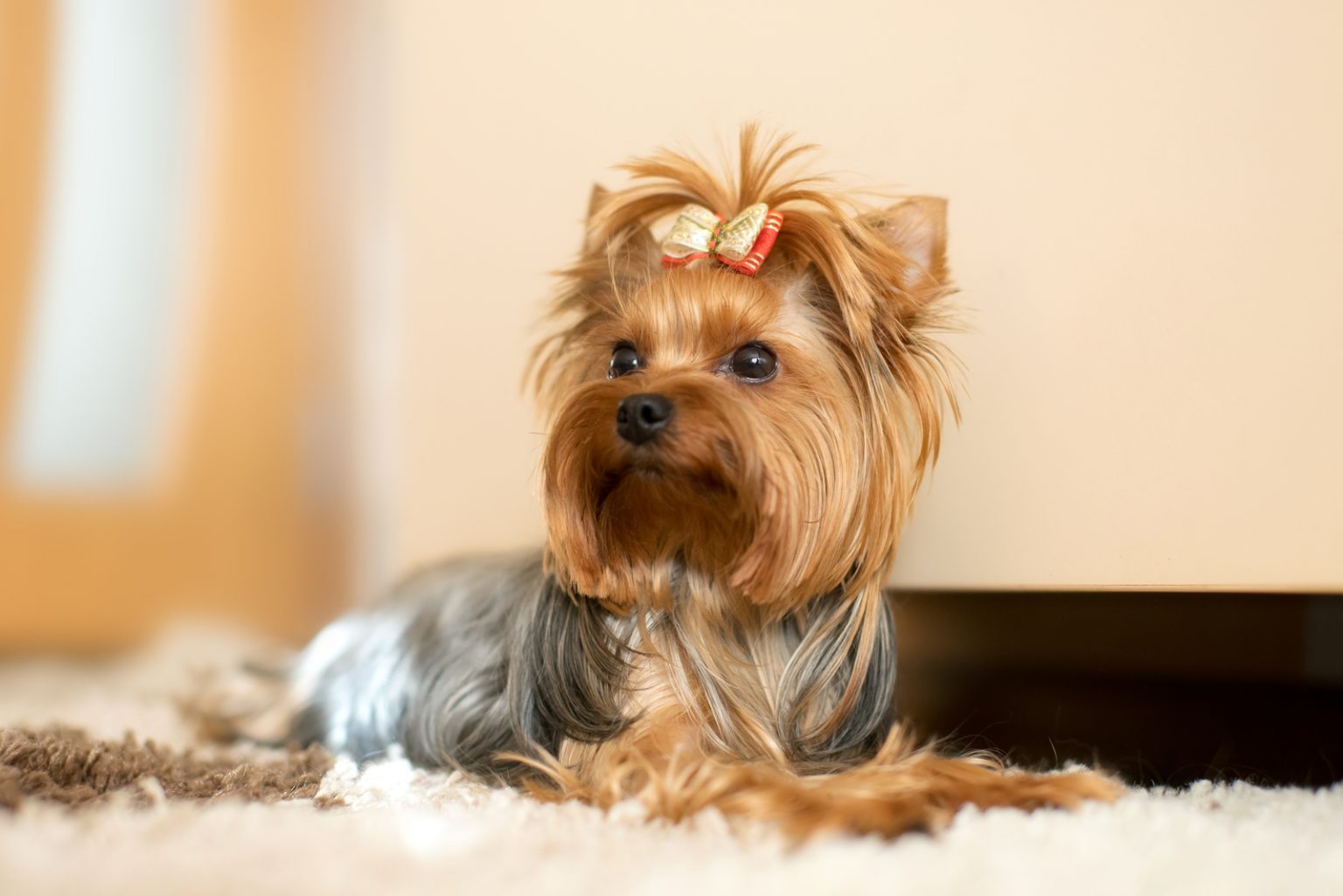 Female Yorkie Vs. Male Yorkie: Which Is The Best To Own?