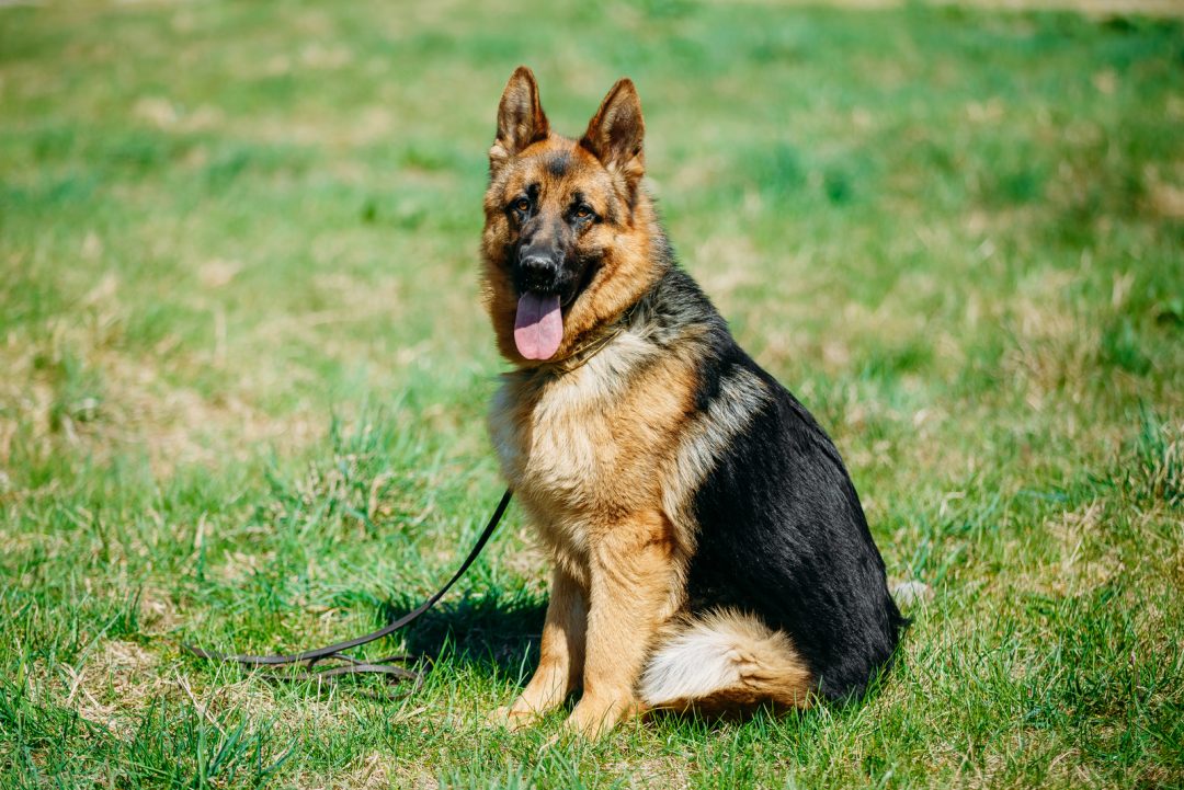 How Much Do German Shepherds Cost? German Shepherd Price And Expenses