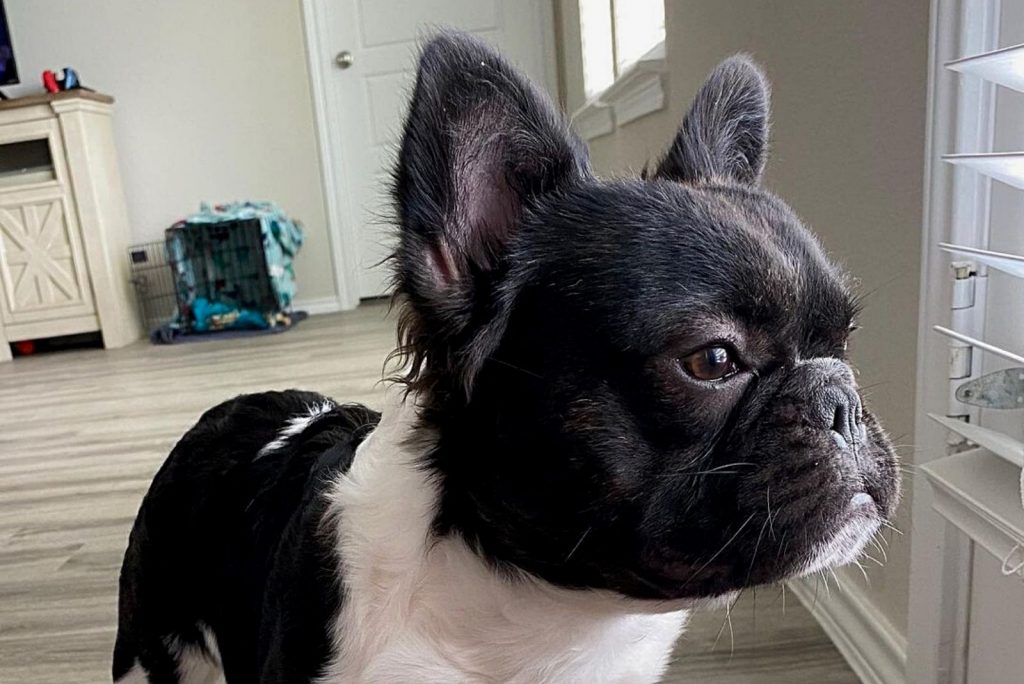 Fluffy Frenchie All You Need To Know About This Unusual Pup