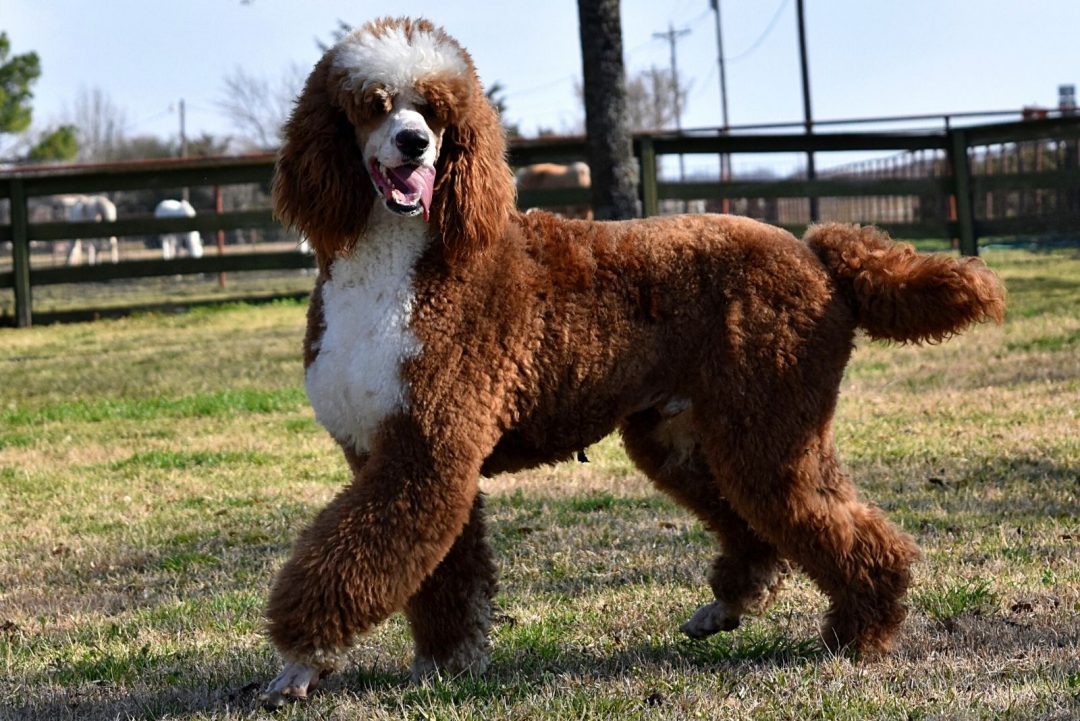 Parti Poodle: A Fun Version Of The Standard Poodle Or A Breed On Its Own?