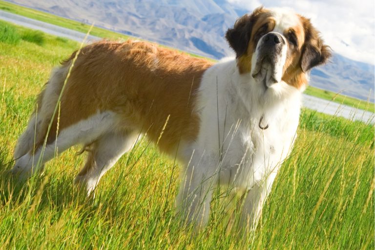 Saint Bernard Colors: Fun Patterns You Didn’t Know Existed