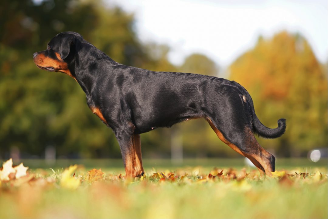 Everything You Wanted To Know About Female Rottweilers