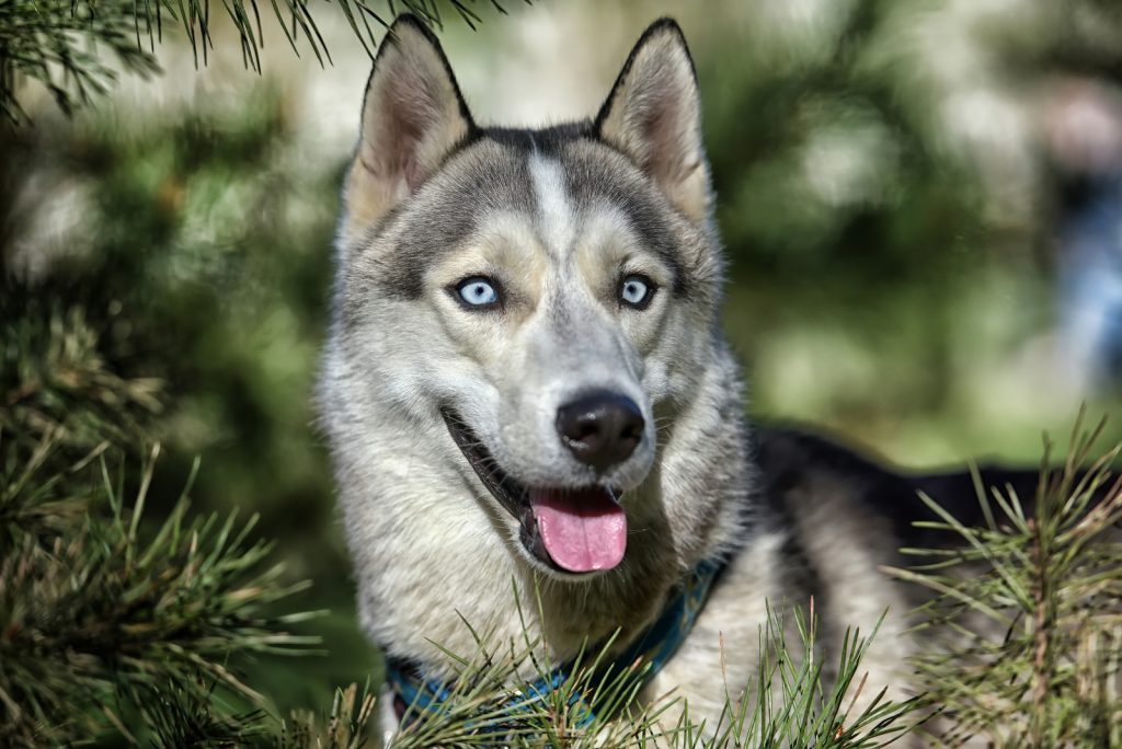 Husky Eye Colors With Pictures: Can Their Eyes Change Color?