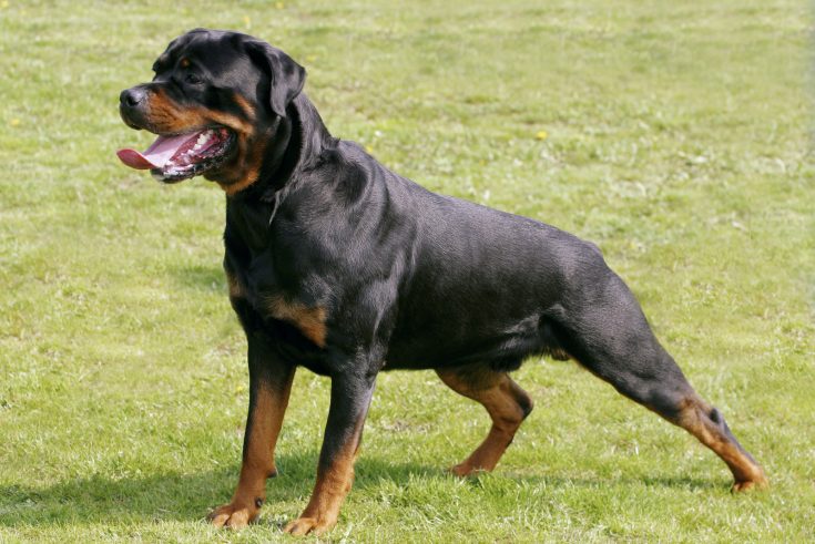 Rottweiler Tail Docking: Is It Justified Or Cruel?