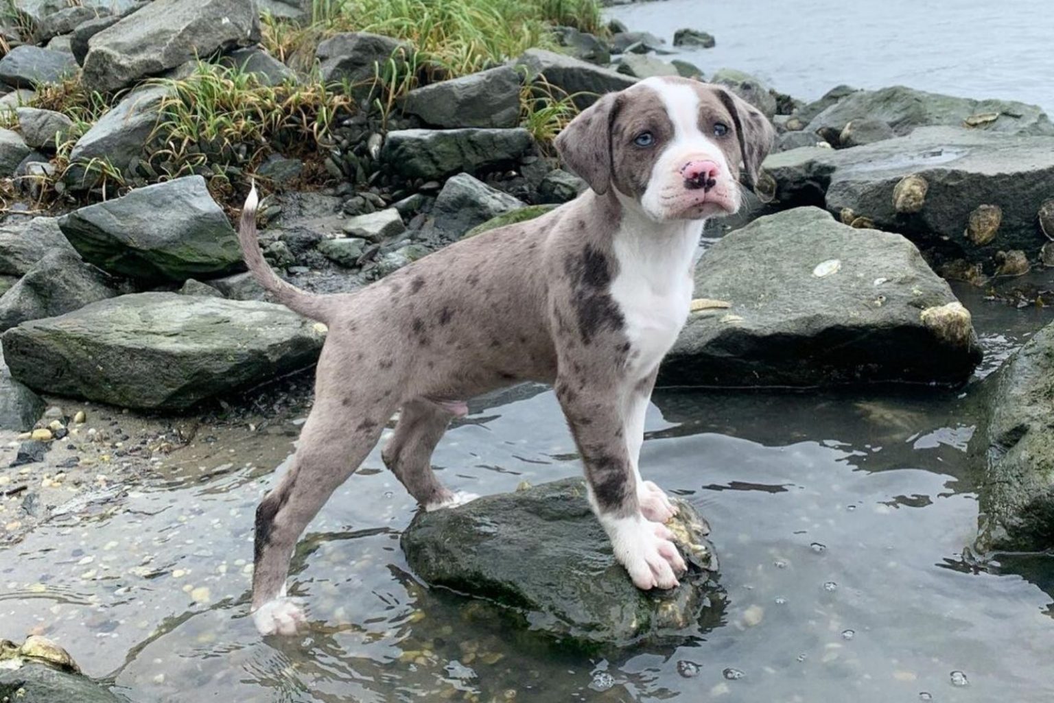 Merle Pitbull: Controversial Color Of A Controversial Breed