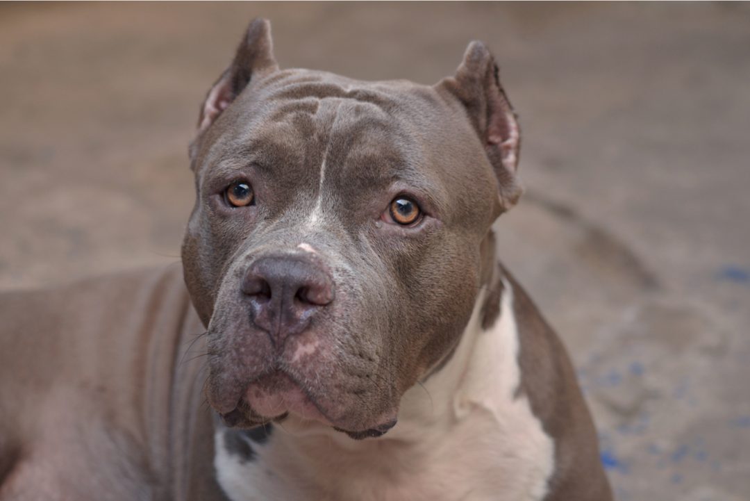 Gotti Pitbull – A Family-Favorite Pitbull Bloodline